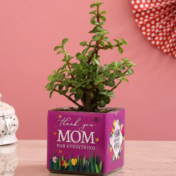 glass vase jade plant gift for mom green plant mother’s day