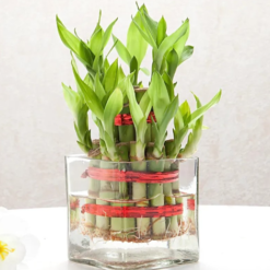 good luck bamboo plant for prosperity and home