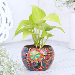 lucky money plant decor green indoor plant feng shui home decor gift