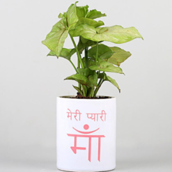 meri pyaari maa syngonium plant indoor plant gift for mom