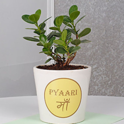 moms green ficus dwarf plant indoor plant gift for mom