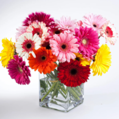 radiant gerberas glass vase with fast delivery options
