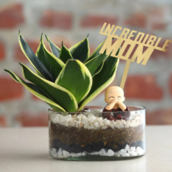 peaceful sansevieria plant gift for mom