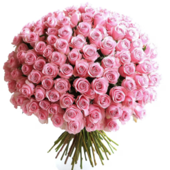 100 pink roses bouquet for anniversary