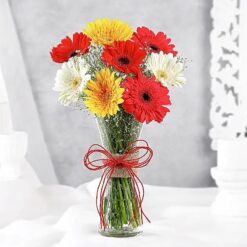 Gerberas