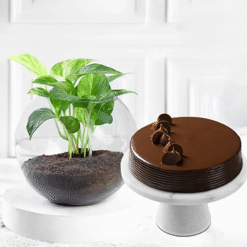 Prosperity Treat Truffle Cake with Money Plant – Perfect Gift Combo