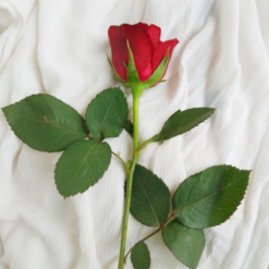 Alternative view of Romantic Red Roses Mug Arrangement
