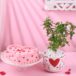 rose plant with chocolate heart cake